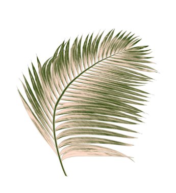 Beyaz arkaplanda izole edilmiş yeşil palmiye yaprakları