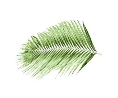 Beyaz arkaplanda izole edilmiş yeşil palmiye yaprakları