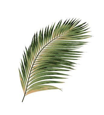 Beyaz arkaplanda izole edilmiş yeşil palmiye yaprakları