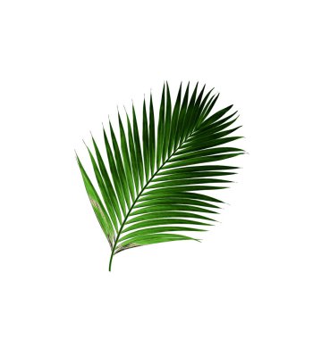 Beyaz arkaplanda izole edilmiş yeşil palmiye yaprakları