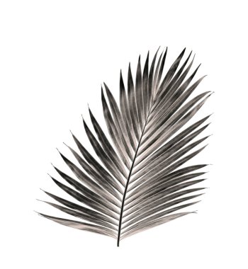 Beyaz arka plan üzerinde izole palmiye ağacının yaprak