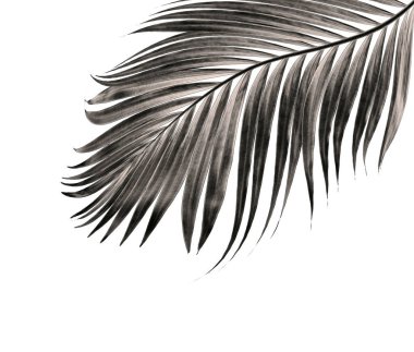 Beyaz arka plan üzerinde izole palmiye ağacının yaprak