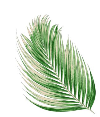 Beyaz arkaplanda izole edilmiş yeşil palmiye yaprakları