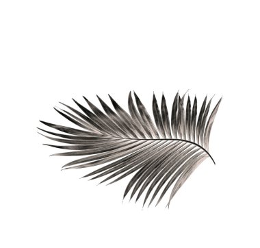 Beyaz arka plan üzerinde izole palmiye ağacının yaprak