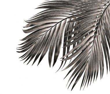 Beyaz arka plan üzerinde izole palmiye ağacının yaprak