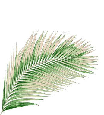 Beyaz arkaplanda izole edilmiş yeşil palmiye yaprakları