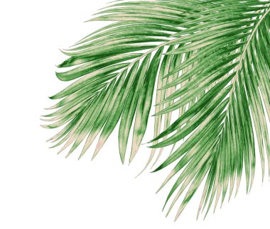 Beyaz arkaplanda izole edilmiş yeşil palmiye yaprakları