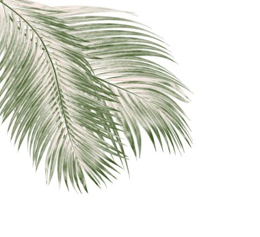Beyaz arkaplanda izole edilmiş yeşil palmiye yaprakları
