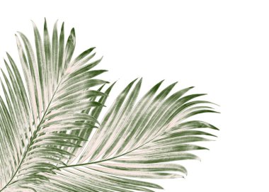 Beyaz arkaplanda izole edilmiş yeşil palmiye yaprakları