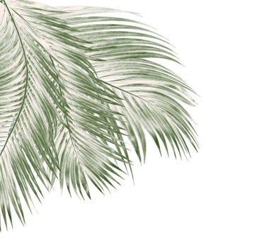Beyaz arkaplanda izole edilmiş yeşil palmiye yaprakları