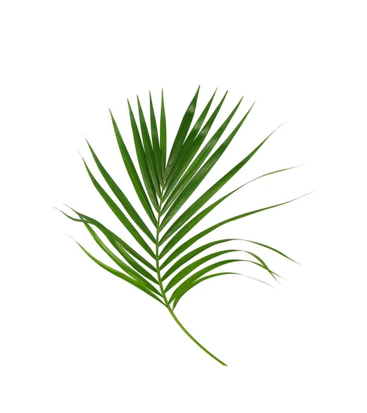 Zelené Listy Palmy Izolované Bílém Pozadí — Stock fotografie