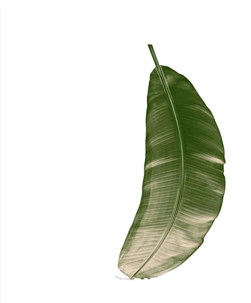 Świeże liście bananowe izolowane na białym — Zdjęcie stockowe