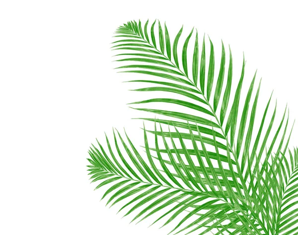 棕榈树绿叶 在白色背景下被隔离 — 图库照片