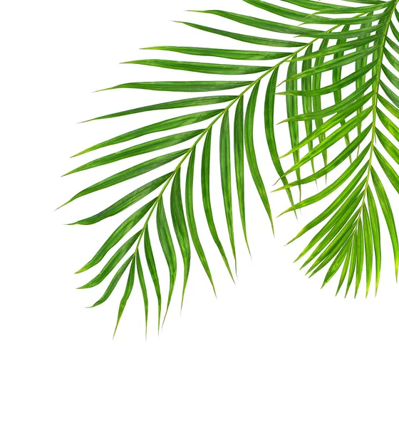 Green Leaves Palm Tree Isolated White Background — Stock Photo, Image