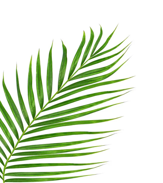 Зеленые Листья Пальмы Белом Фоне — стоковое фото