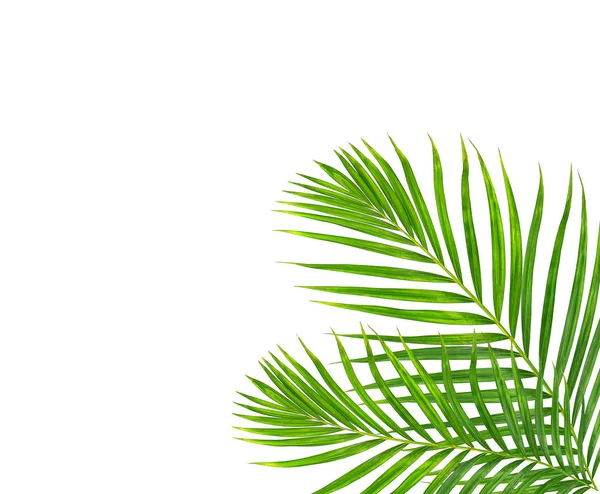 Beyaz arkaplanda yeşil palmiye yaprağı