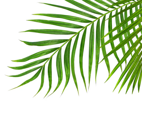 Green Leaves Palm Tree Isolated White Background — Stock Photo, Image