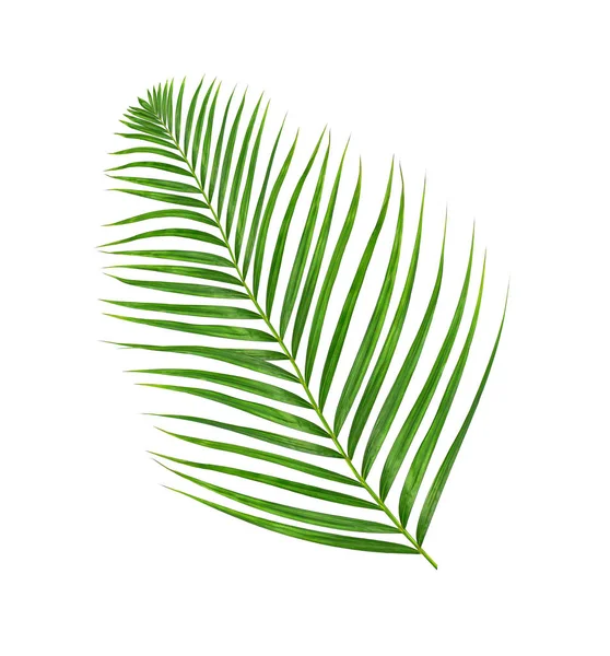 Beyaz arkaplanda izole edilmiş yeşil palmiye yaprakları