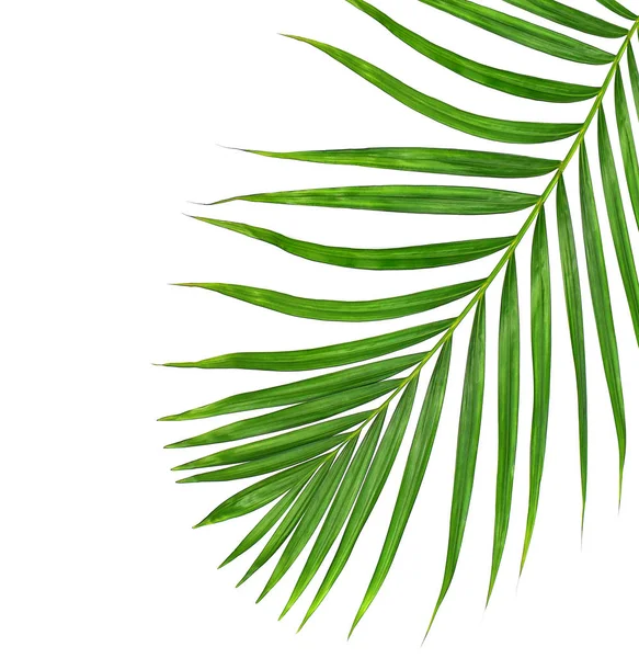 Green Leaves Palm Tree Isolated White Background — Stock Photo, Image