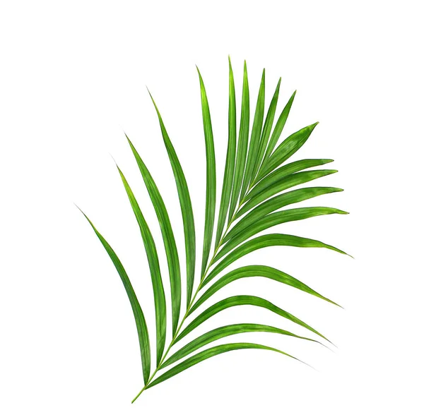 Beyaz arkaplanda yeşil palmiye yaprağı