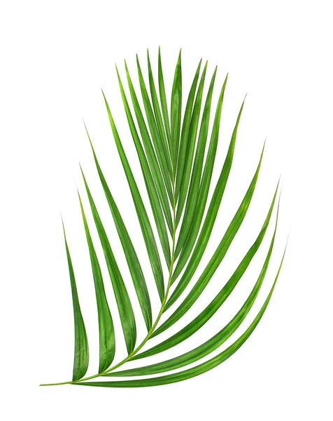 Beyaz arkaplanda yeşil palmiye yaprağı
