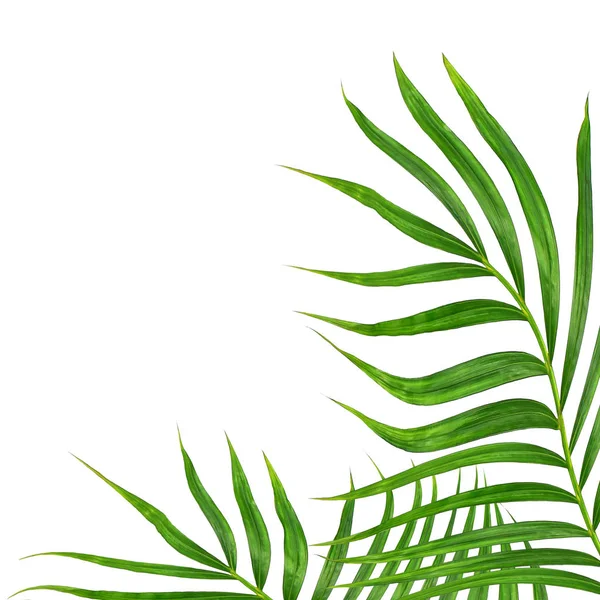 Beyaz arkaplanda izole edilmiş yeşil palmiye yaprakları