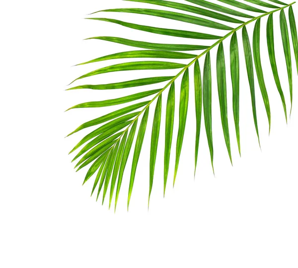 Beyaz arkaplanda izole edilmiş yeşil palmiye yaprakları