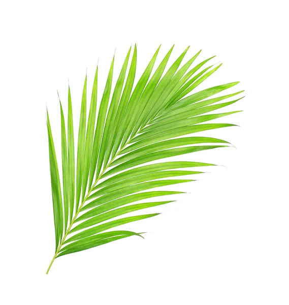Beyaz arkaplanda izole edilmiş yeşil palmiye yaprakları