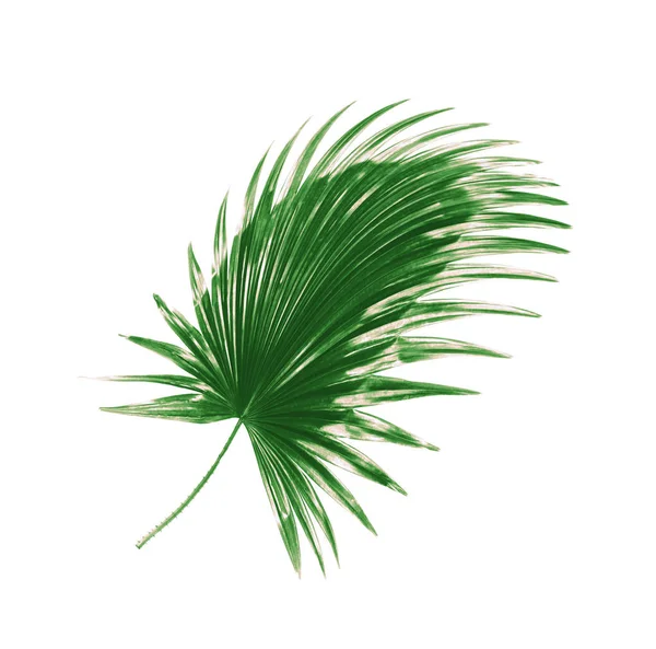 Green leaf of palm tree background — Stock Photo, Image