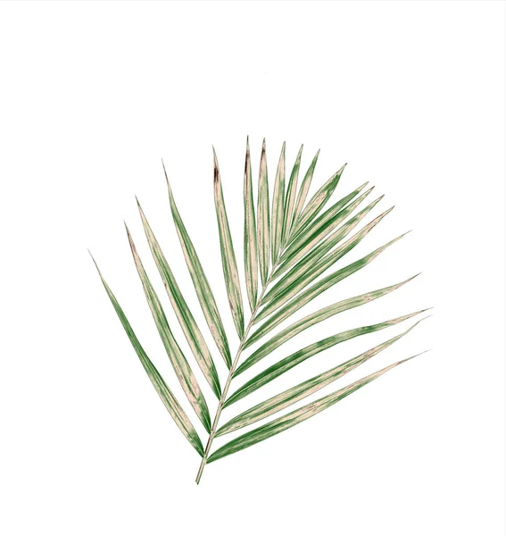 Grünes Blatt der Palme auf weißem Hintergrund — Stockfoto