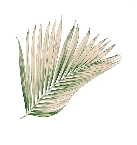Beyaz arkaplanda izole edilmiş yeşil palmiye yaprakları