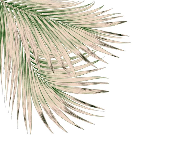 Beyaz arkaplanda izole edilmiş yeşil palmiye yaprakları
