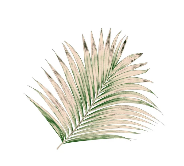 Beyaz arkaplanda izole edilmiş yeşil palmiye yaprakları