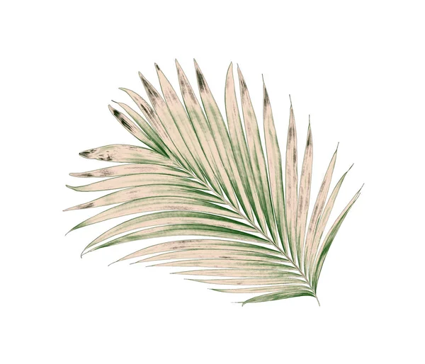 Beyaz arkaplanda izole edilmiş yeşil palmiye yaprakları