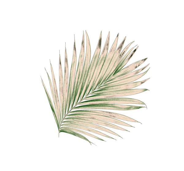 Beyaz arkaplanda izole edilmiş yeşil palmiye yaprakları