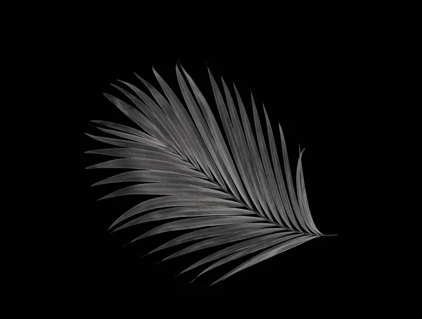 Blatt Der Palme Auf Schwarzem Hintergrund — Stockfoto