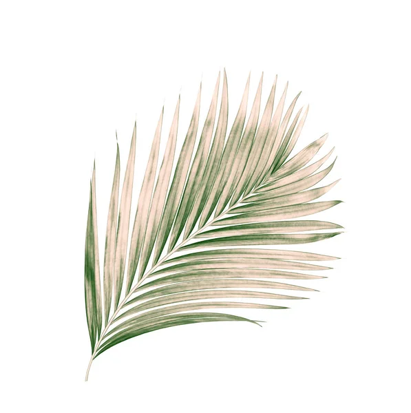 Beyaz arkaplanda izole edilmiş yeşil palmiye yaprakları