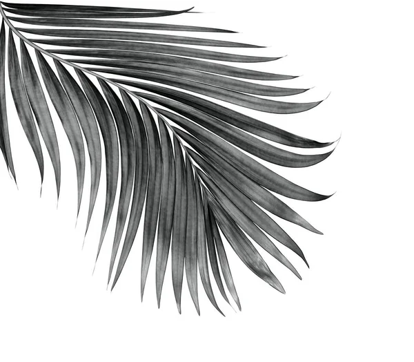 Leaf Palm Tree Isolated White Background — Stock Photo, Image