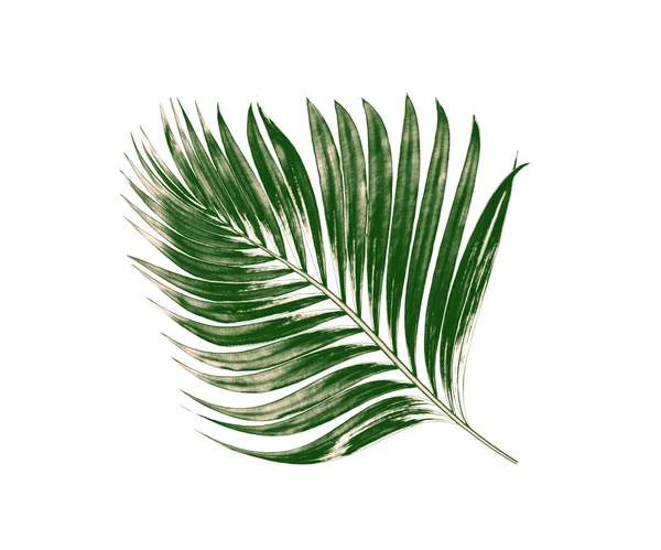 Beyaz arkaplanda izole edilmiş yeşil palmiye yaprakları