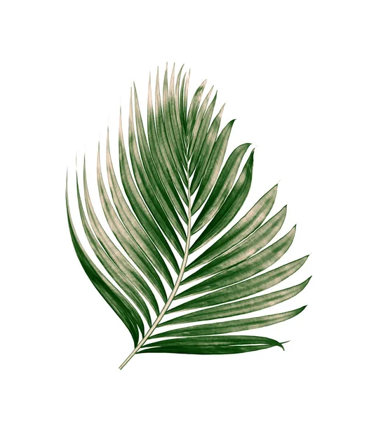 Beyaz arkaplanda izole edilmiş yeşil palmiye yaprakları