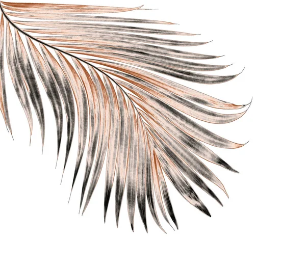 Beyaz arka plan üzerinde izole palmiye ağacının yaprak