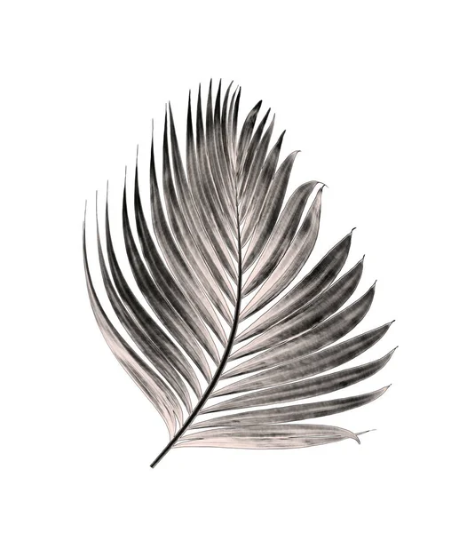 Beyaz arka plan üzerinde izole palmiye ağacının yaprak