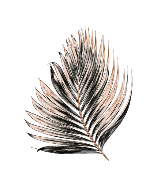 Beyaz arka plan üzerinde izole palmiye ağacının yaprak