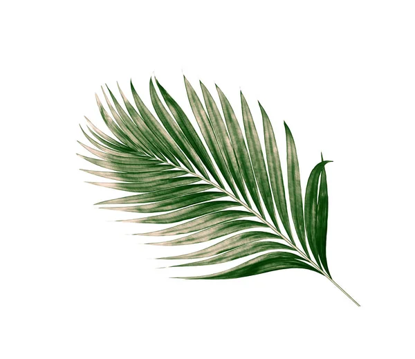Beyaz arkaplanda izole edilmiş yeşil palmiye yaprakları