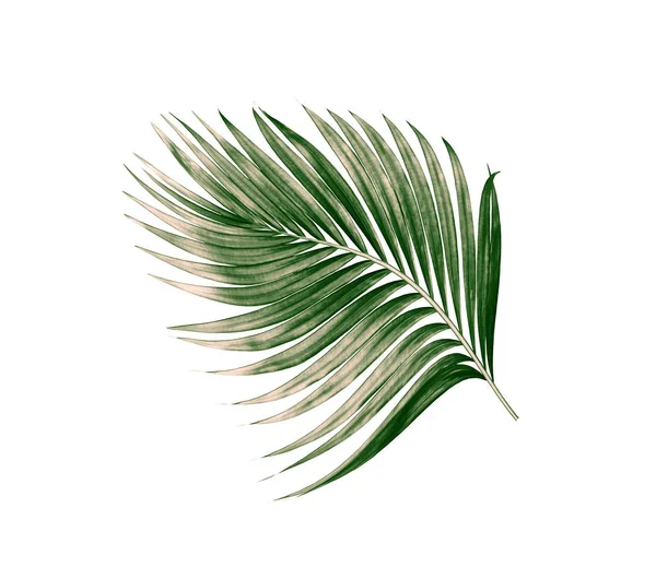 Beyaz arkaplanda izole edilmiş yeşil palmiye yaprakları