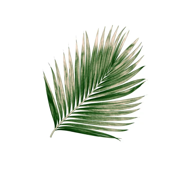 Beyaz arkaplanda izole edilmiş yeşil palmiye yaprakları