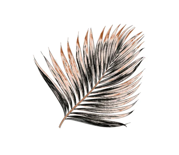 Beyaz arka plan üzerinde izole palmiye ağacının yaprak