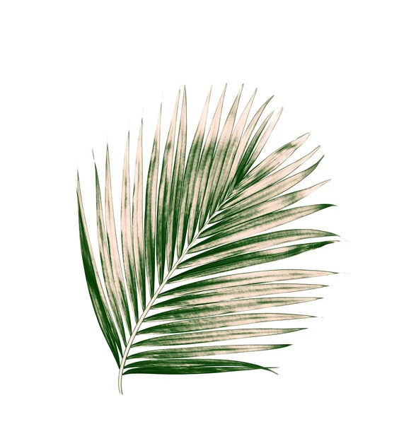 Beyaz arkaplanda izole edilmiş yeşil palmiye yaprakları
