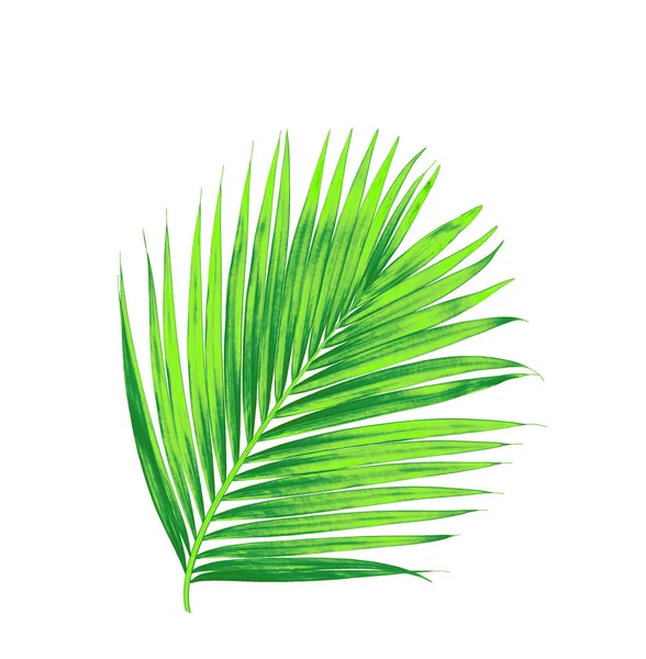 Grüne Blätter Der Palme Isoliert Auf Weißem Hintergrund — Stockfoto