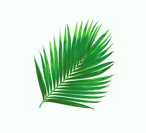 Beyaz arkaplanda izole edilmiş yeşil palmiye yaprakları